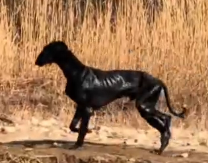 Black Shaanxi Xigou standing in profile in an open landscape